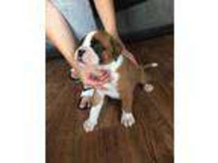 Boxer Puppy for sale in Los Angeles, CA, USA
