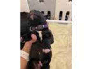 Great Dane Puppy for sale in Aldie, VA, USA