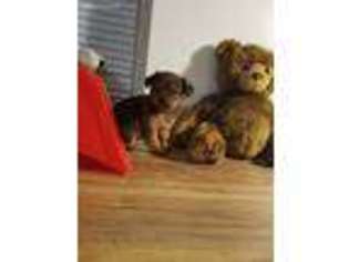 Chorkie Puppy for sale in Poplar Bluff, MO, USA