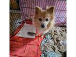 Pomeranian Puppy for sale in Purdy, MO, USA