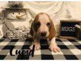 Basset Hound Puppy for sale in Centerville, TX, USA