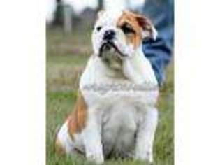 Olde English Bulldogge Puppy for sale in Henagar, AL, USA