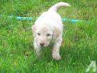 Labradoodle Puppy for sale in OLYMPIA, WA, USA
