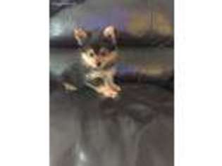 Yorkshire Terrier Puppy for sale in East Berlin, CT, USA