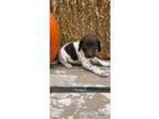 German Shorthaired Pointer Puppy for sale in Elwood, NE, USA