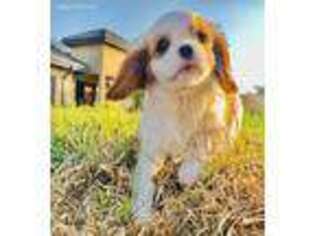 Cavalier King Charles Spaniel Puppy for sale in Fargo, ND, USA