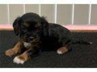 Cavalier King Charles Spaniel Puppy for sale in Pueblo, CO, USA