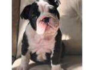 Bulldog Puppy for sale in Arnold, MO, USA