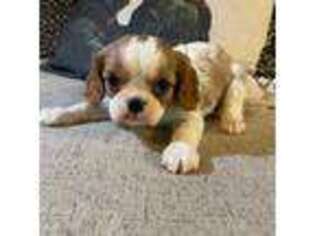 Cavalier King Charles Spaniel Puppy for sale in Rush Springs, OK, USA