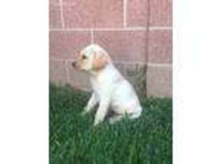 Labrador Retriever Puppy for sale in Bellflower, CA, USA