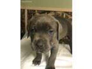 Cane Corso Puppy for sale in Warrensburg, MO, USA