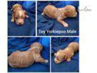 Yorkshire Terrier Puppy for sale in Jacksonville, NC, USA