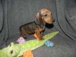 Dachshund Puppy for sale in Hillsboro, MO, USA