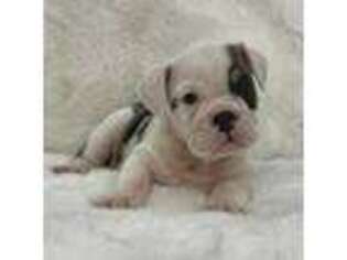 Bulldog Puppy for sale in Homosassa, FL, USA