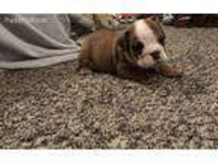 Bulldog Puppy for sale in Grants Pass, OR, USA