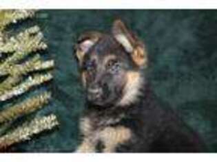 German Shepherd Dog Puppy for sale in Elkhart, IN, USA