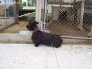 Scottish Terrier Puppy for sale in Hooper, UT, USA