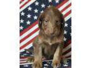 Labradoodle Puppy for sale in Fort Lee, NJ, USA