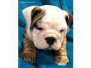 Bulldog Puppy for sale in Americus, GA, USA