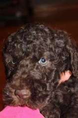 Labradoodle Puppy for sale in Harvard, IL, USA