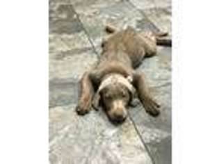 Labrador Retriever Puppy for sale in Arlington, TX, USA