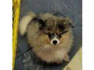 Pomeranian Puppy for sale in Oregon City, OR, USA