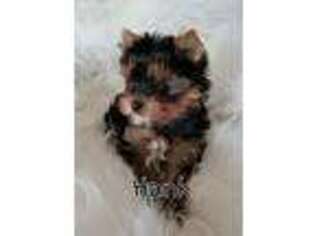 Yorkshire Terrier Puppy for sale in Salem, MO, USA