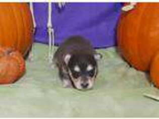 Mutt Puppy for sale in Ramona, CA, USA