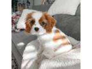 Cavalier King Charles Spaniel Puppy for sale in Troy, MI, USA
