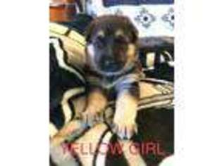 German Shepherd Dog Puppy for sale in Westminster, SC, USA