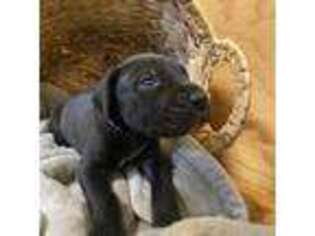 Great Dane Puppy for sale in Lawton, OK, USA