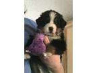 Bernese Mountain Dog Puppy for sale in Mount Vision, NY, USA