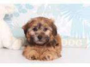 Shorkie Tzu Puppy for sale in Bonita Springs, FL, USA