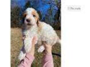 Goldendoodle Puppy for sale in Clarksville, TN, USA