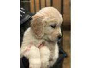 Golden Retriever Puppy for sale in Elkins, WV, USA