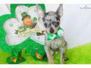 Chihuahua Puppy for sale in Fort Lauderdale, FL, USA