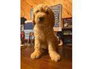Goldendoodle Puppy for sale in Bryson City, NC, USA