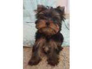 Yorkshire Terrier Puppy for sale in Pell City, AL, USA