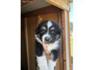 Australian Shepherd Puppy for sale in Blackfoot, ID, USA