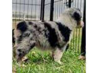 Miniature Australian Shepherd Puppy for sale in Greenville, SC, USA