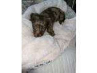 Dachshund Puppy for sale in Clarkston, MI, USA