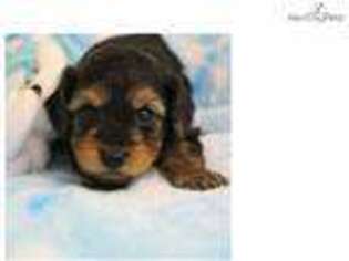 Yorkshire Terrier Puppy for sale in Sioux City, IA, USA