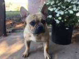 French Bulldog Puppy for sale in Panama, OK, USA