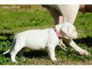 Dogo Argentino Puppy for sale in Von Ormy, TX, USA