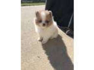 Pomeranian Puppy for sale in Bluffton, SC, USA