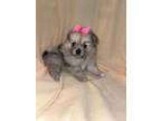 Pomeranian Puppy for sale in Rutherfordton, NC, USA