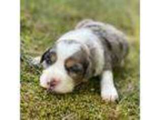Australian Shepherd Puppy for sale in Poplar Bluff, MO, USA