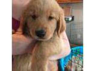 Golden Retriever Puppy for sale in Waterford, ME, USA