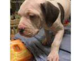 Alapaha Blue Blood Bulldog Puppy for sale in Douglassville, PA, USA