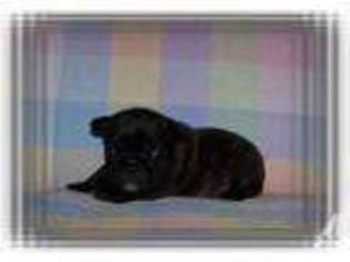 French Bulldog Puppy for sale in MILLER, MO, USA